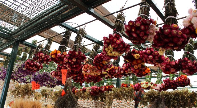 Ottawa market Dried Flowers