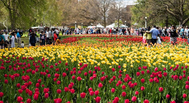 Ottawa Tulip Festival
