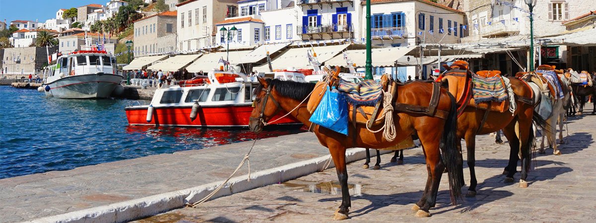 Hydra Island Mules Awaiting Tourists