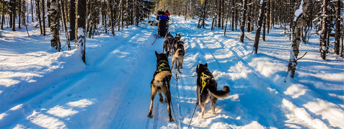 Family Christmas Getaway - Dog sledding