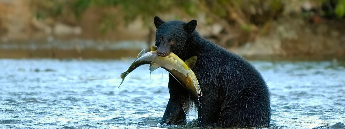 Vancouver Island attractions - Bear fishing