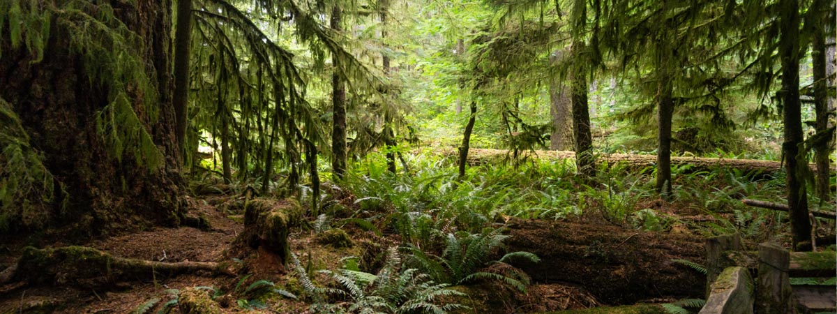 Vancouver Island attractions - Cathedral Grove