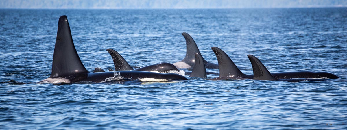 Vancouver Island attractions - Killer whales