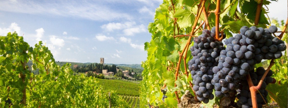 5 Perfect Autumn Destinations Chianti grapes
