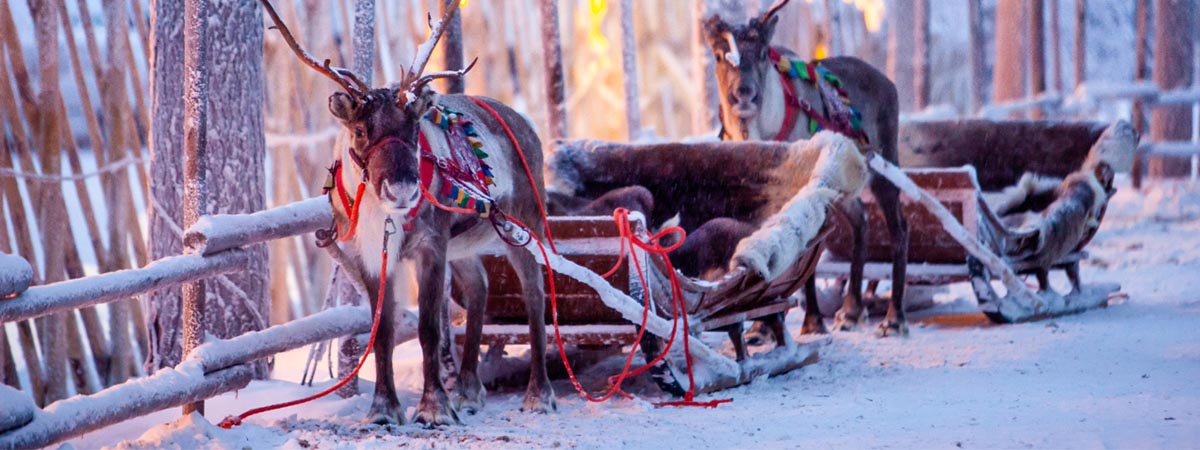 5 Winter Destinations - lapland reindeer with sleigh