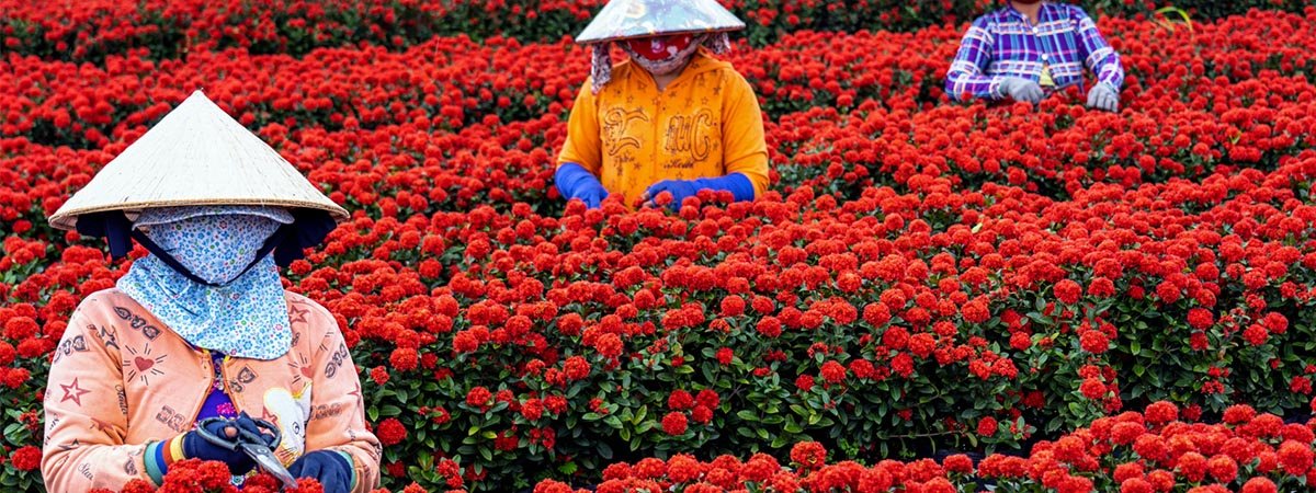 3 gardeners in a sea of red flowers in Sadec