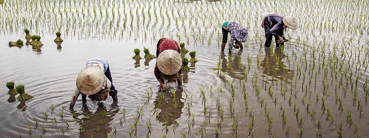 Rice paddy in Vietnam with workers picking the rice