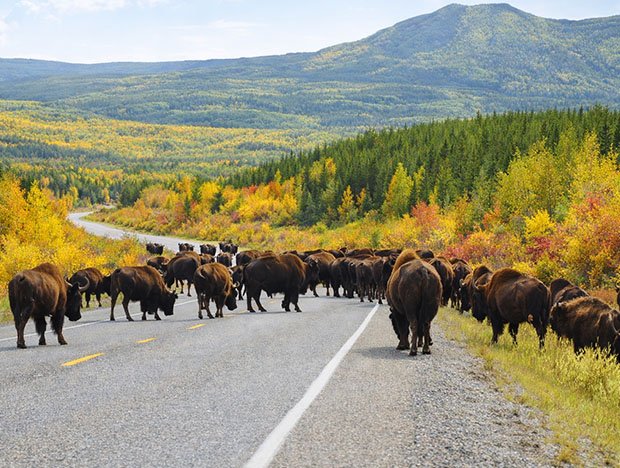 Bison scattered across a Yukon highway