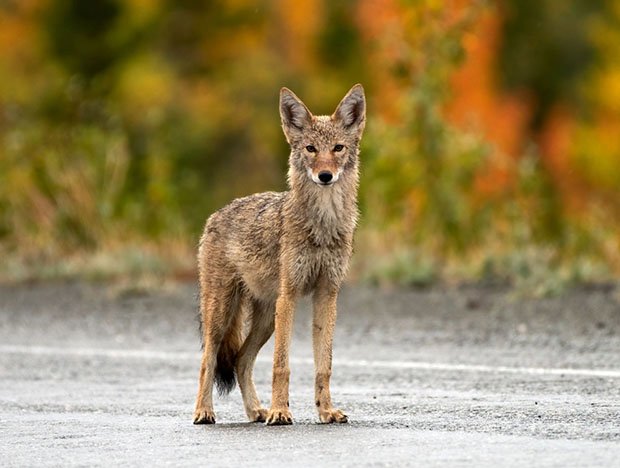 Wild coyote on Yukon road