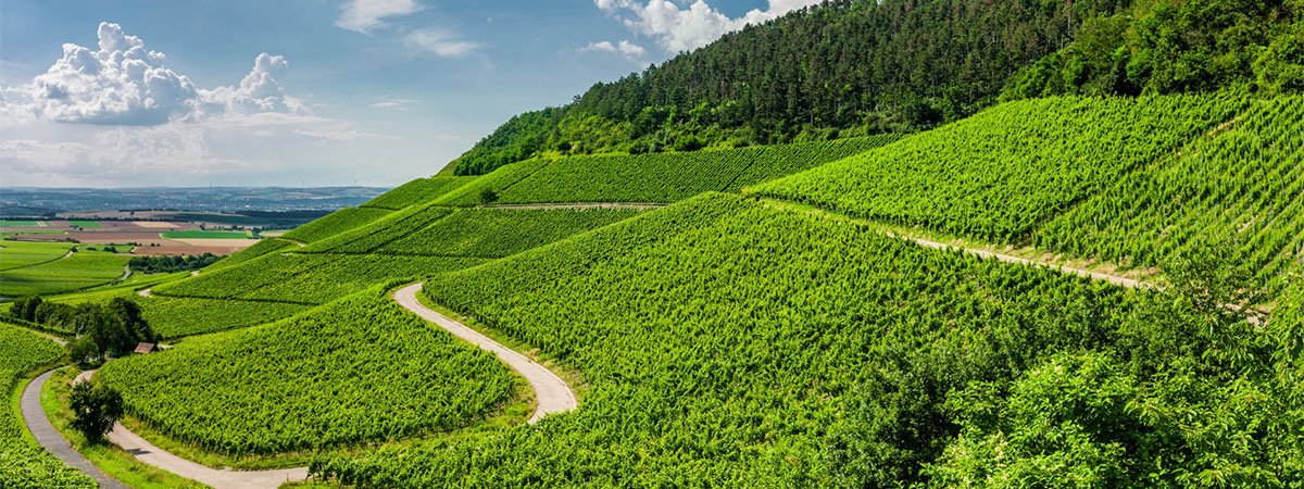 Main River – Franconia vineyards Main River - Franconia vineyards