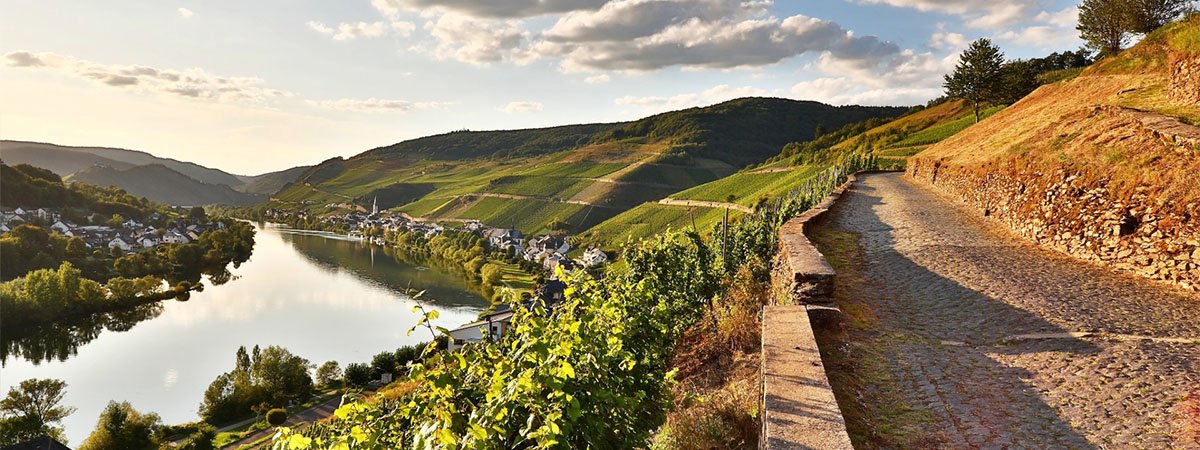 Moselle River - Zell town and vineyards along the Moselle