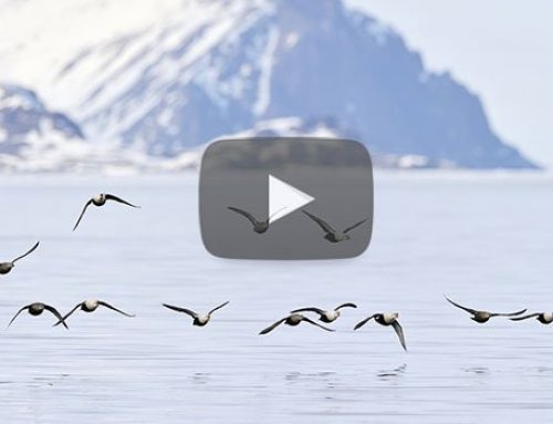 Arctic vs Antarctica: Which Expedition Cruise Is Better? | with Nanci Ott
